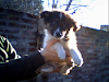 Hermoso Cachorro Pelo Largo Porte Chico