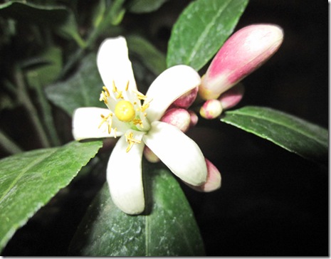 Meyer lemon blossom