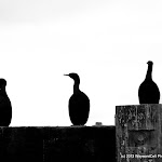 IMG_6441.CR2.jpg