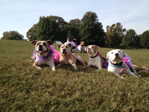 We're thankful for pink tu-tu's!