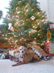 Lucy was rescued by her mom, Loni, who found her on Martha Stewart's pet adoption link!