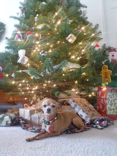 Lucy was rescued by her mom, Loni, who found her on Martha Stewart's pet adoption link!