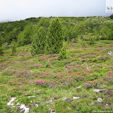 23.06.11 Durra Alm Rein in Taufers - Malga Durra