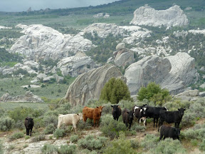 Hiking cows