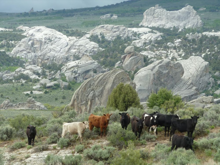 Hiking cows