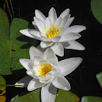 Автор Виталий Медведь Виталий Медведь_.jpg