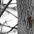 Treecreeperweb