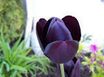 100_2596.jpg