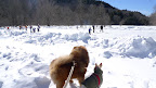Why Sharkey, if I weren't leashed up, I'd run right out there and join the action.  I'm sure I'd make a great goalie.  I could easily catch the puck between my front paws!