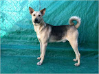 Pablo. Macho 2 años. Cariñoso, juguetón, guardián, activo