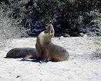 Isla San Cristobal Seelöwin