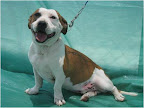 ASKAR. Macho 4 años. Muy amoroso y juguetón, travieso, activo e inteligente. Es dominante por lo que convive mejor con perros grandes, ya que a los de su tamaño los puede lastimar fácilmente. Es un encanto