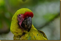 Great Green Macaw