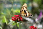 Butterfly2.jpg