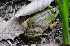 DSC_1774.JPG