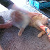 Fred's expressing a lot of agitation. He is looking for comfort... Every little bit of food. We talked it over with the doctor and concern is that he has significant pain, and finding the right medications and right amounts is difficult. He is having calmer times now, and we are providing him small amounts of food more frequently so as to not stress him so much.