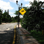 Monkeys crossing (Kuala Lumpur)