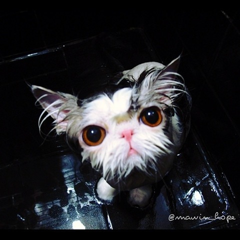 [hope-cat-instagram-12%255B2%255D.jpg]