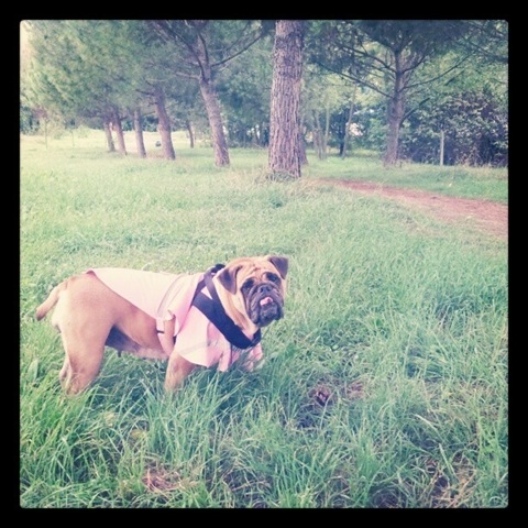 [hurricane-sandy-dogs-9%255B2%255D.jpg]
