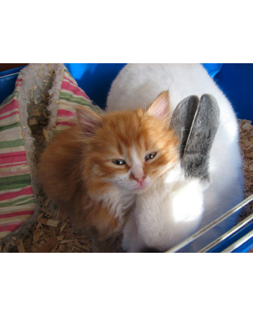 Meep and Bunny, a mixed breed and rabbit from North Andover, Massachusetts. Meep and Bunny, a mixed breed and rabbit from North Andover, Massachusetts.