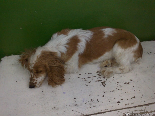 [parvovirus%25202%2520%25281%2529%255B6%255D.jpg]