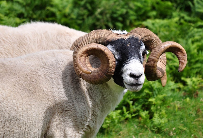 [Handlebars%255B3%255D.jpg]