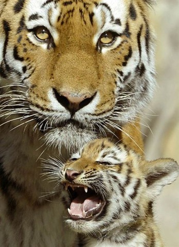 [funny-animals-cute-10%255B2%255D.jpg]