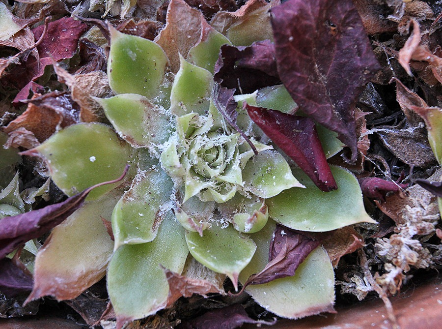 [110828_sempervivums-with-mealybugs_04%255B3%255D.jpg]