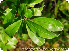 daun delima daun delima