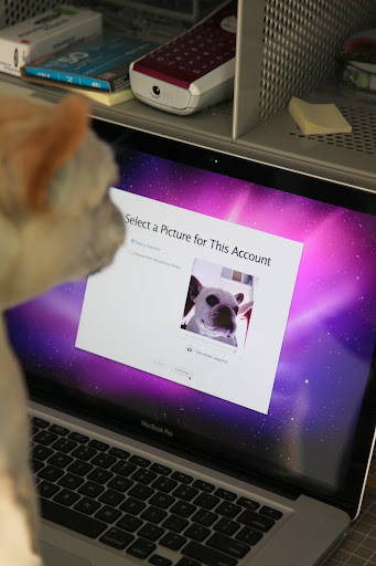 Shaun, I'll just put up this photo of me as your personal mascot of this account.  I hardly think you'll mind seeing my gorgeous face every time you log in, right?
