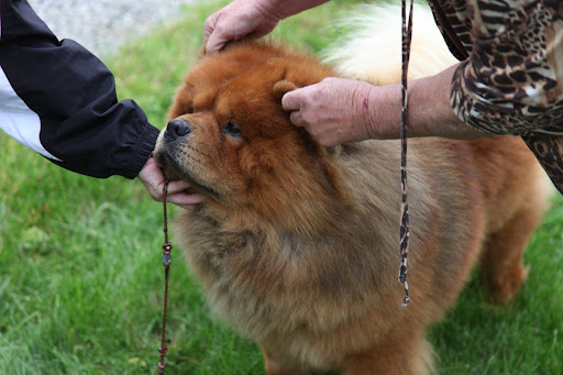 The judges will also check other parts of me, like my ears and tail!
