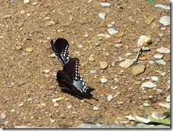 DSCF0438 DSCF0438