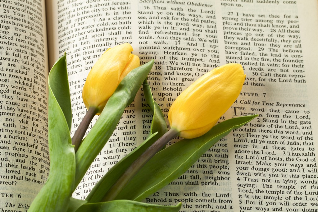 [Kozzi-holy_bible_and_tulips-1774x1183%255B10%255D.jpg]