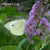 Pieridae%25252c%252520pieris%252520brassicae%25252c%252520large%252520cabbage%252520white