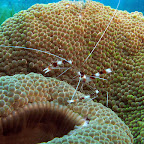 Banded coral shrimp (Cabilao)