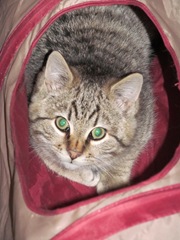 kitten in the cat tunnel 1.26.13