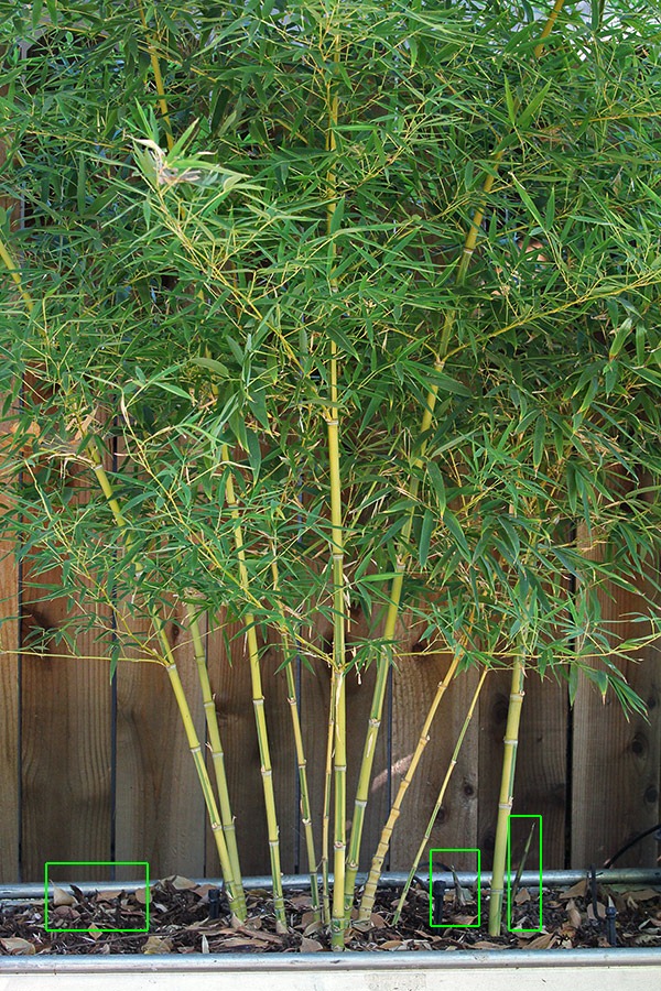 [110921_Phyllostachys-aurea-Koi_06%255B3%255D.jpg]