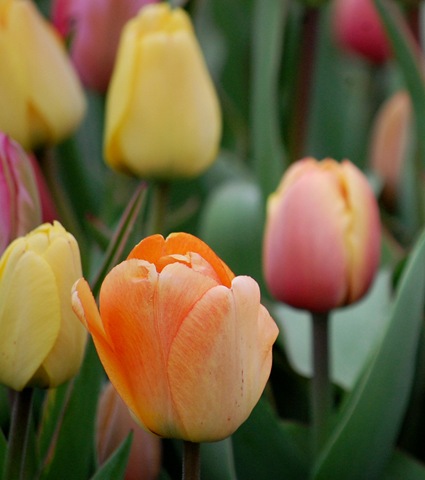 [tulips142.jpg]