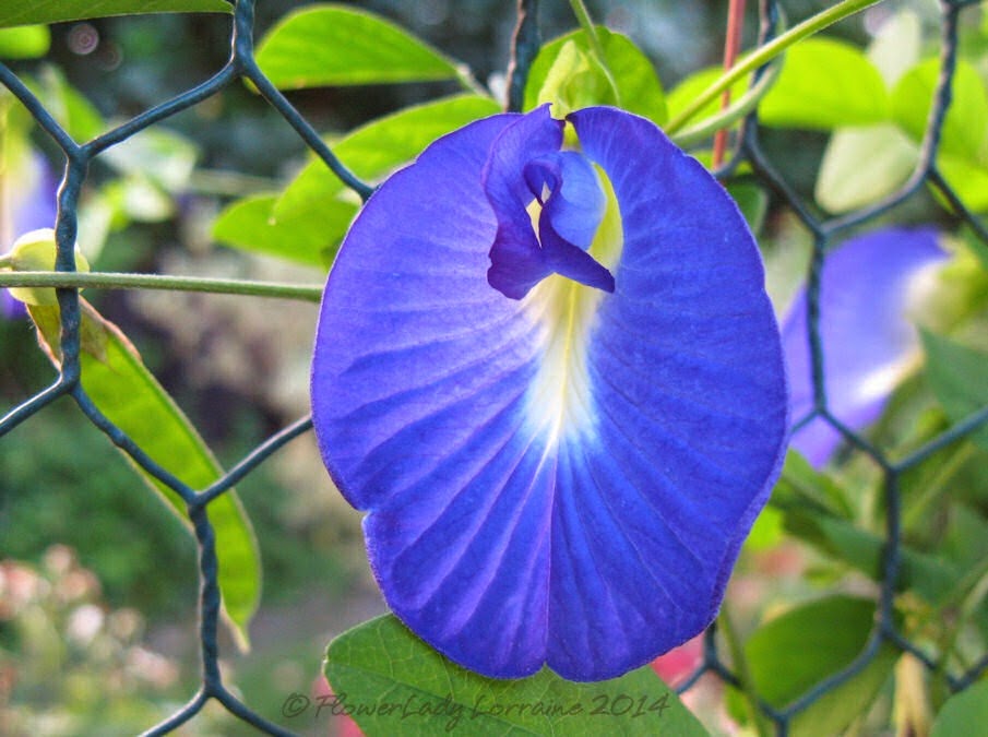 [09-27-blue-pea-vine%255B5%255D.jpg]