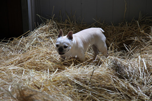 P-U!  It's definitely time for a bedding change!