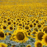 "Sunflower field in Kansas, July 2012" - copyright Katie Moore