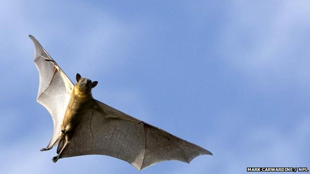 Climate change threatens the future of a significant number of bat species. Mark Caewardine / NPL via bbc.co.uk