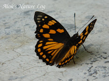 Nymphalidae%25252c%252520sephisa%252520dichroa%25252c%252520western%252520courtier