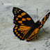 Nymphalidae%25252c%252520sephisa%252520dichroa%25252c%252520western%252520courtier