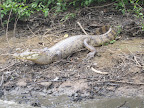 One of the hundreds of alligators on the side of the river.
