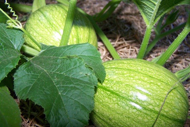 [101_0796%255B4%255D.jpg]