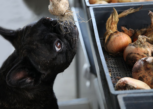 You can hang garlic by the stems to let them dry.