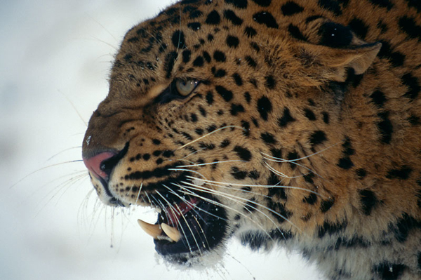 Captive Amur leopard (Panthera pardus orientalis) snarling in snow. Photo: Lynn M. Stone / WWF