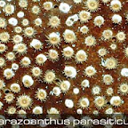 Parazoanthus-parasiticus.jpg