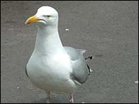 42371972 seagull203